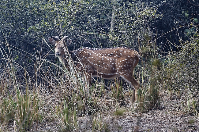 Keoladeo national park-037
